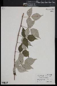 Rubus occidentalis image