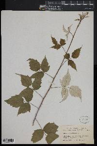 Rubus occidentalis image