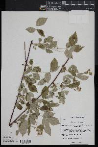 Rubus occidentalis image