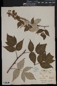 Rubus occidentalis image