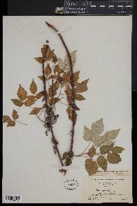 Rubus occidentalis image