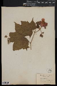 Rubus odoratus image