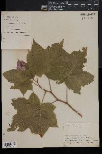 Rubus odoratus image