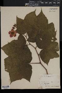 Rubus odoratus image