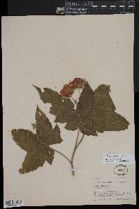 Rubus odoratus image