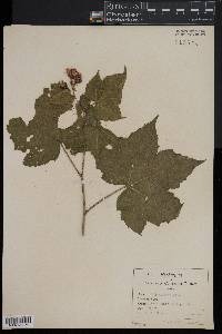 Rubus odoratus image