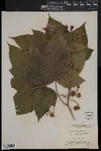 Rubus odoratus image