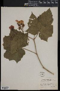 Rubus odoratus image