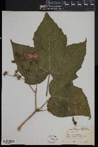 Rubus odoratus image