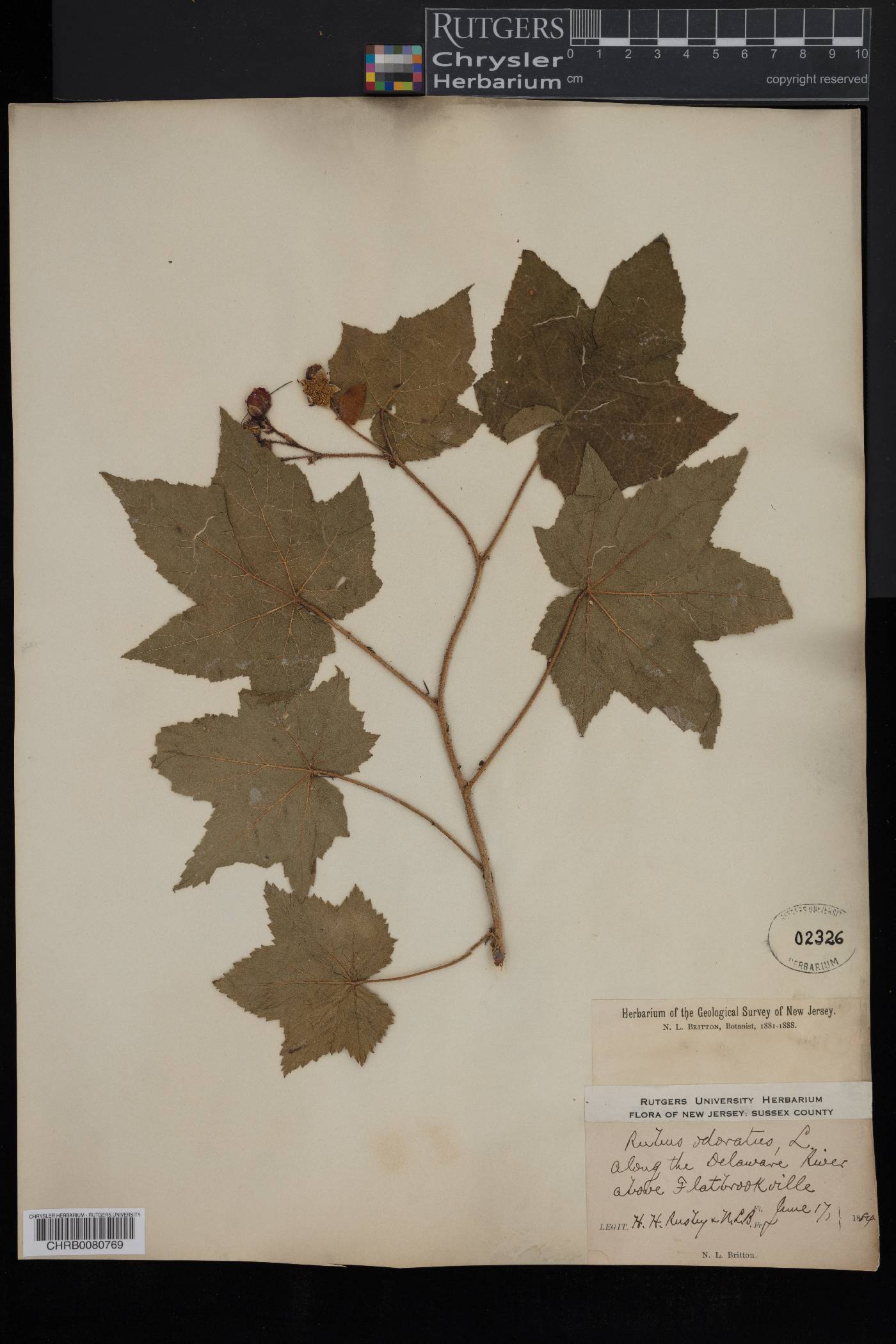 Rubus odoratus image