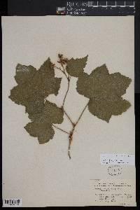 Rubus parviflorus image