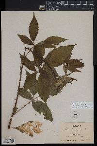 Rubus pensilvanicus image