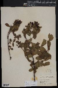 Rubus pensilvanicus image