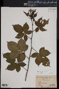 Rubus pensilvanicus image