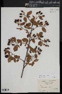 Rubus pensilvanicus image