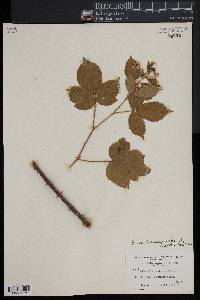 Rubus pensilvanicus image