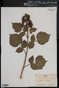 Rubus phoenicolasius image