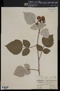 Rubus phoenicolasius image