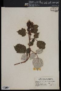 Rubus phoenicolasius image