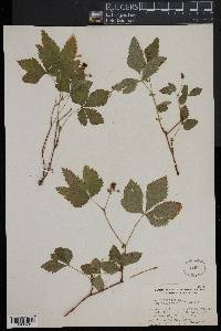 Rubus pubescens image