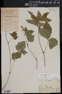 Rubus pubescens image