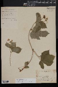 Rubus pubescens image