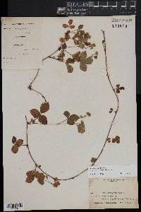 Rubus pubescens image