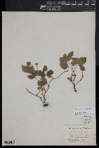 Rubus pubescens image