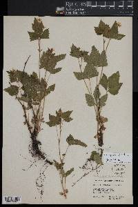 Rubus pubescens image