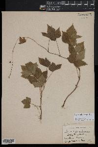 Rubus pubescens image