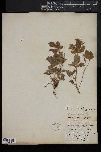 Rubus pubescens image