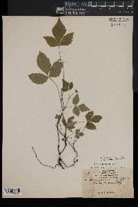 Rubus pubescens image