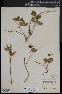 Rubus pubescens image