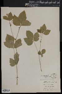 Rubus pubescens image