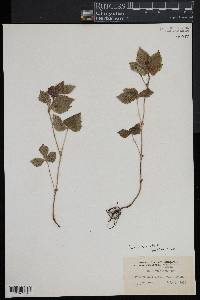 Rubus pubescens image