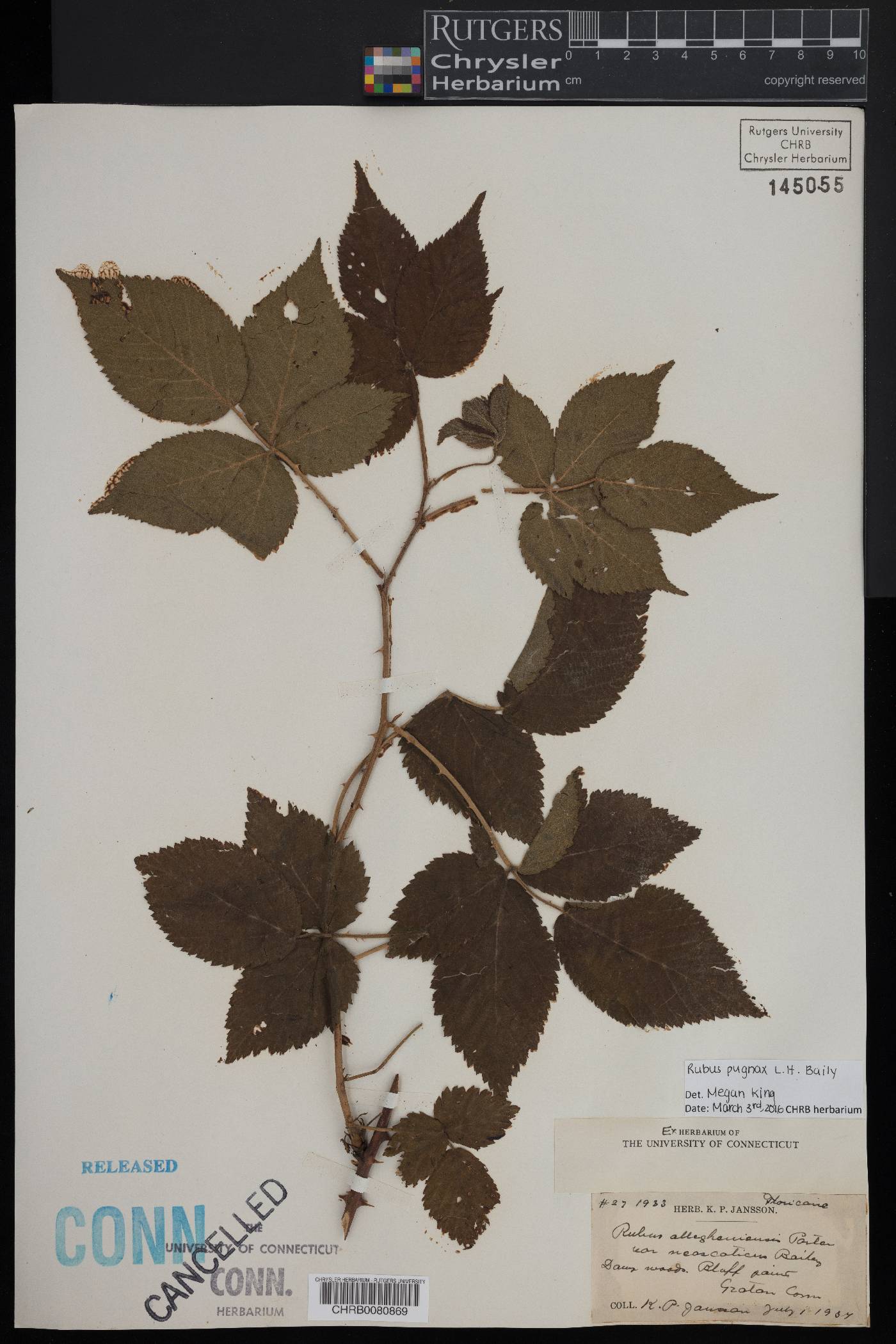 Rubus pugnax image