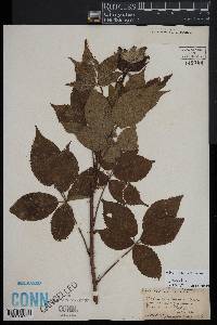Rubus pugnax image
