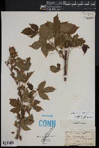 Rubus recurvans image