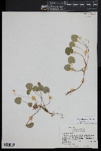 Rubus repens image