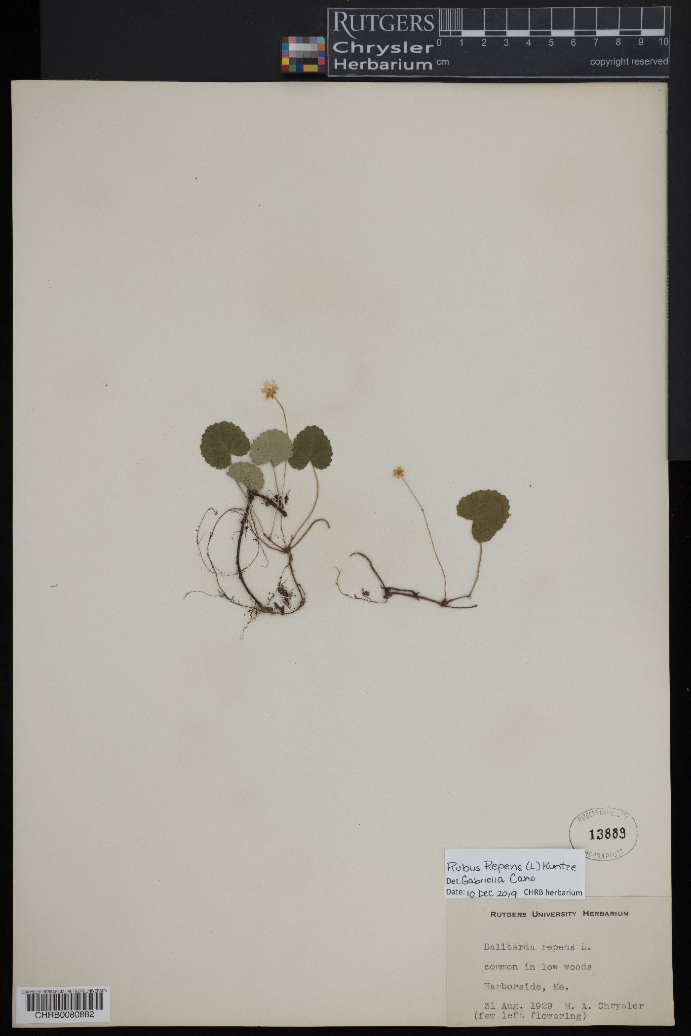 Rubus repens image