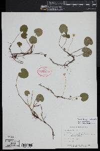 Rubus repens image