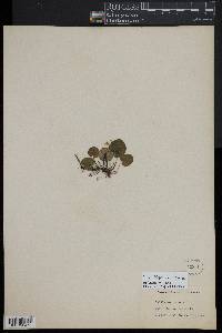 Rubus repens image