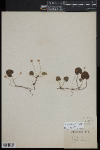 Rubus repens image