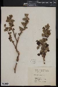 Rubus spectabilis image