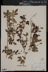 Rubus trivialis image