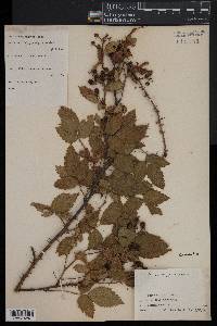 Rubus argutus image