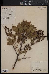 Rubus argutus image