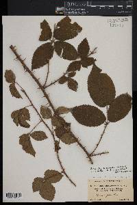 Rubus argutus image