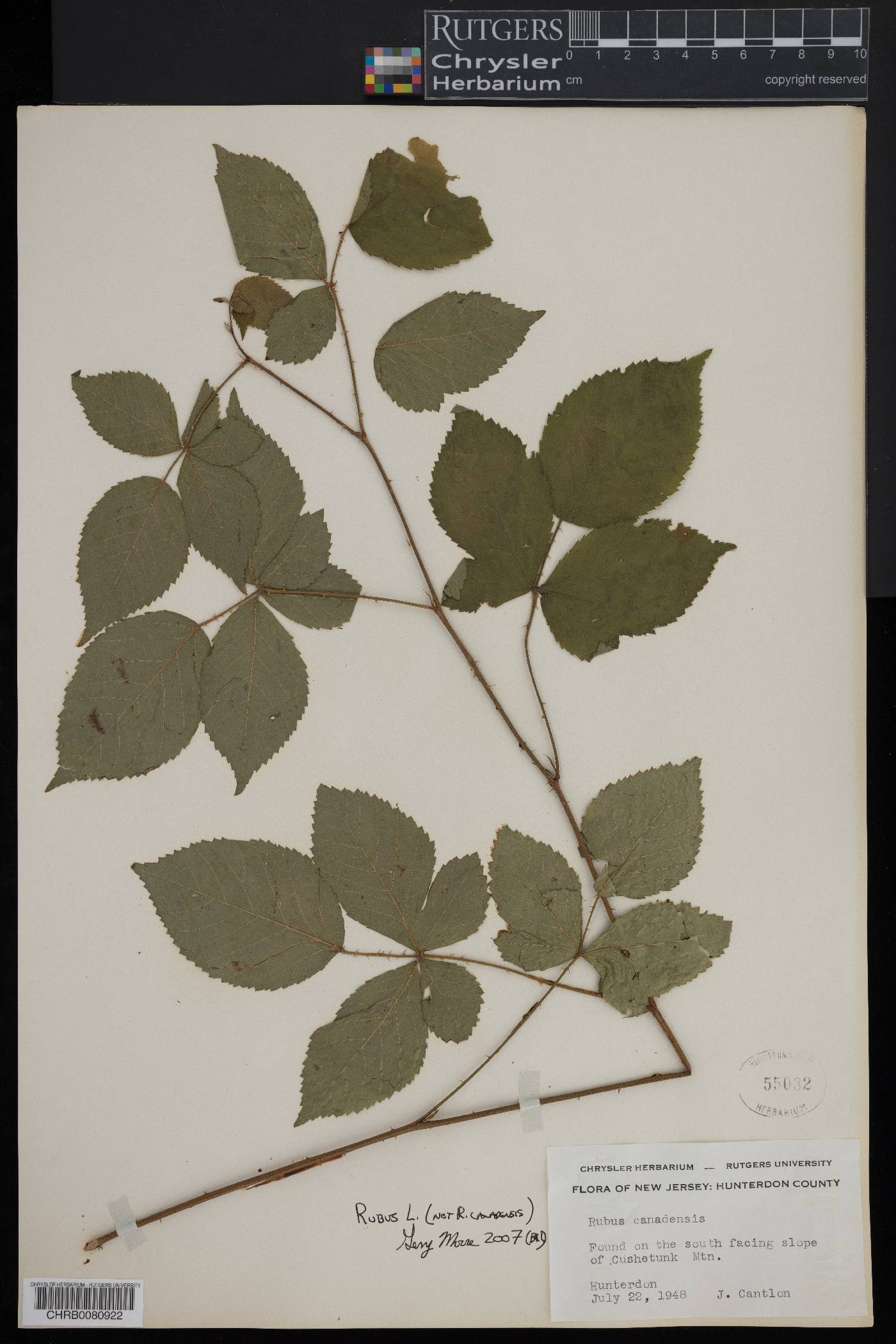 Rubus canadensis image