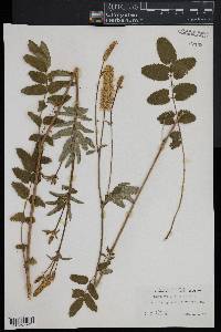 Sanguisorba canadensis image